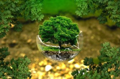 albero in una bolla